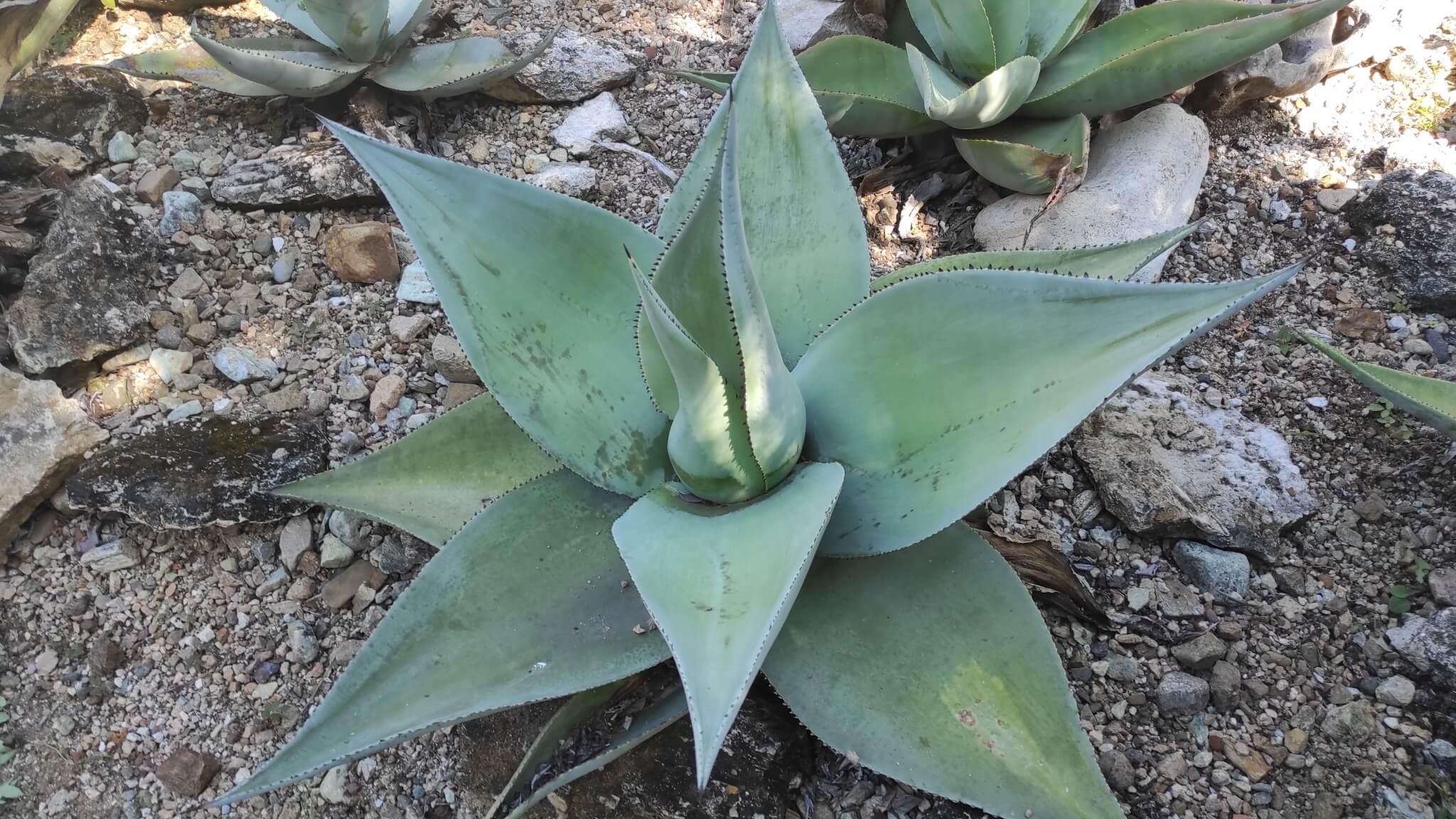 Agave guiengola 